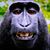 Dennis Lindberg's profile image