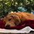 Melissa Hauk Poulsen's profile image