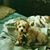 Nikita M Dakota's profile image