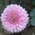 Raula C. Taylor's profile image