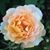 Cindy Wells's profile image