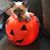 Carol Springman Buss's profile image