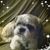Florentina Preda's profile image
