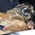 Shari Widlund's profile image