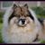 Steve Sbelgio's profile image