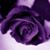 Laurie Traum's profile image