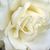 Renate Gedko's profile image