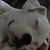 Corky Nikki Montgomery's profile image