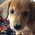 Karla Wolfe Eibling's profile image