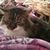 Debra Dearing's profile image