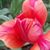Moshi Moshi's profile image