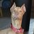 Priscilla Grissom's profile image