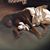 Diann Dew's profile image