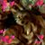 Bonnie Higginbotham's profile image