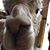 Chanin Christensen Surma's profile image