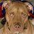 Lainie Ellis-Moore's profile image