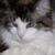 Ruby Tibbetts Blackwood's profile image