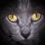 Joy Davis's profile image