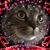 Lynn Le Mere's profile image