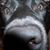 Alex Romanian's profile image