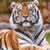 Amy Loyd Cook's profile image