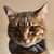 Osmo Ca's profile image
