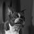 Stephen Michael's profile image