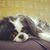 Sheryl Sweeny DeBruzzi's profile image