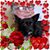 Betty Fontanesi Deithorn's profile image