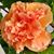 Christine L. Thomas's profile image