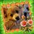 Rachael Hansell's profile image