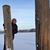 Anni Hagberg's profile image