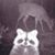 Kreig Ellis's profile image