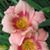 Wendy Brophy Mitchell's profile image