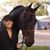 Allison Gillard's profile image