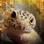 Jennifer Corinne Garcia's profile image