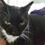 Tracey Servello's profile image