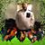 Đỗ Tuanphong's profile image