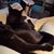 Stephanie M Paradies's profile image