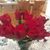 Shirley Miner's profile image