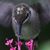 Rae Ann M. Garrett's profile image