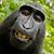 Scott Hildebrand's profile image