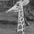 Elle Ruffner's profile image