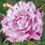 Sandy Davis's profile image