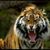 Deborah Diane Vasquez's profile image