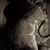 Susan Wolf Green's profile image