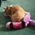 Lorraine Pierpoint's profile image