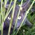 Dannita Williams Schacht's profile image