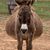 Mitzi Conn's profile image