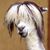 Agnieszka Bogucka's profile image